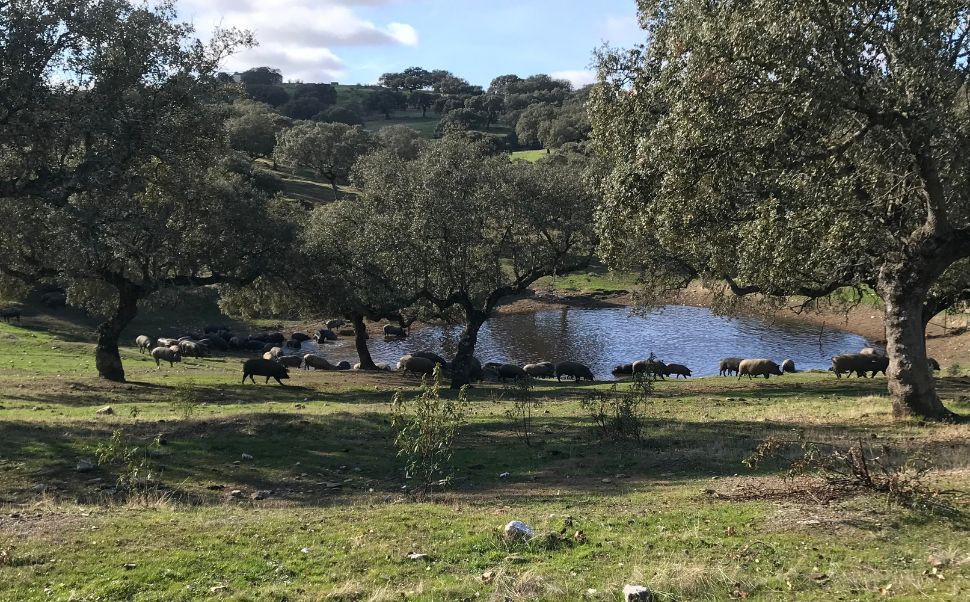 El cerdo ibérico y la dehesa