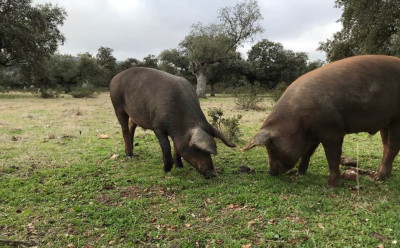 Alimentación y características del cerdo ibérico