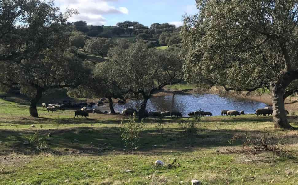 ¿Qué es la montanera?