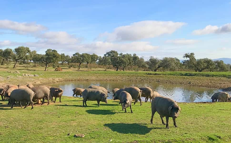 ¿En qué se diferencia un cerdo ibérico de un cerdo blanco?