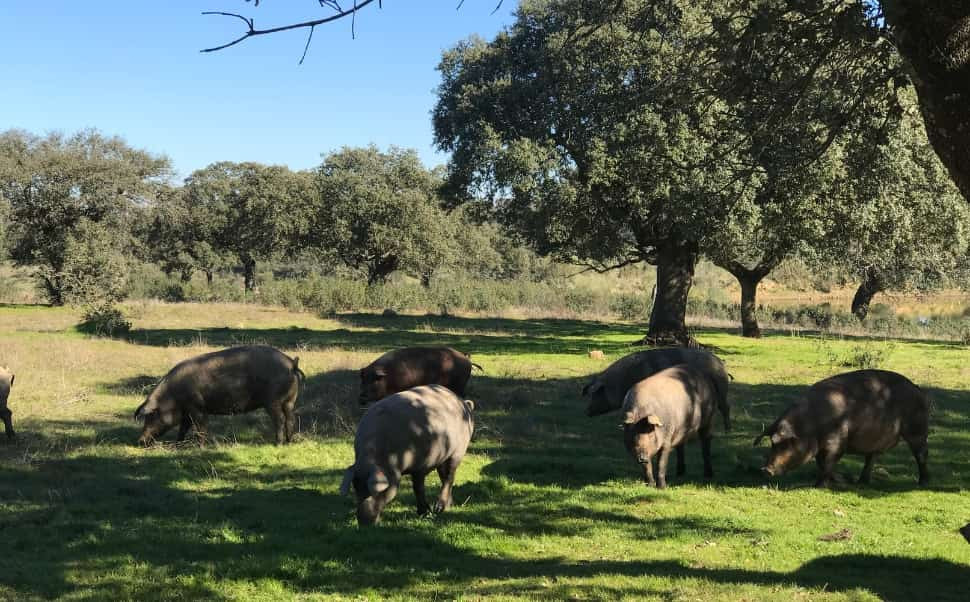 El papel de la dehesa en la sostenibilidad del Jamón Ibérico