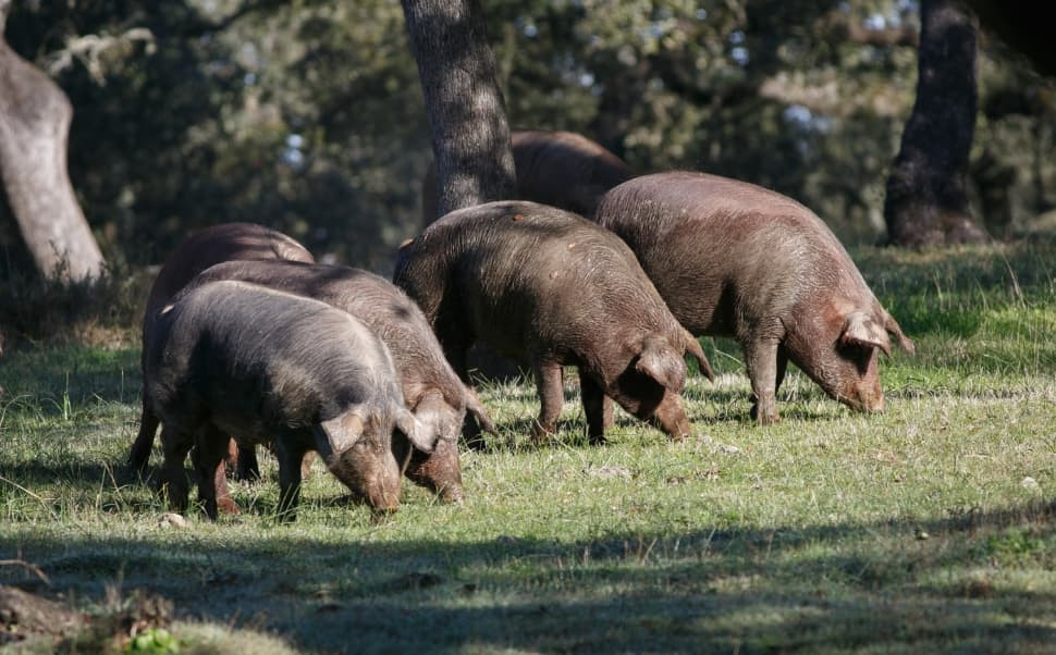 La importancia de la alimentación del cerdo ibérico en la calidad del jamón